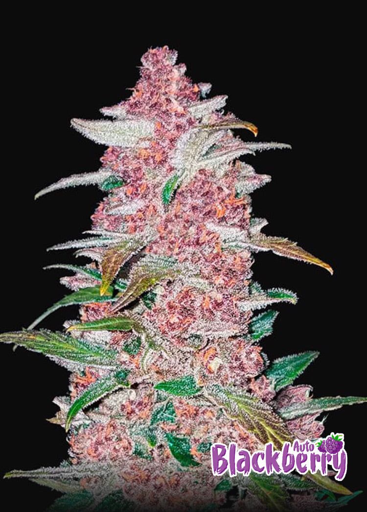 Fast Bud 420 - Black Berry Auto - Semi Di Cannabis Autofiorente