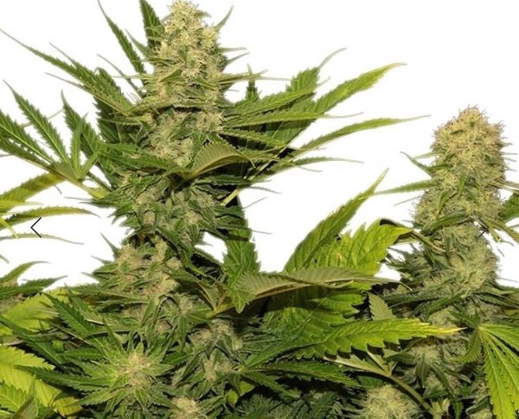 Royal Queen Seed - Skunk Xl Fem - Semi Di Cannabis Feminizzati