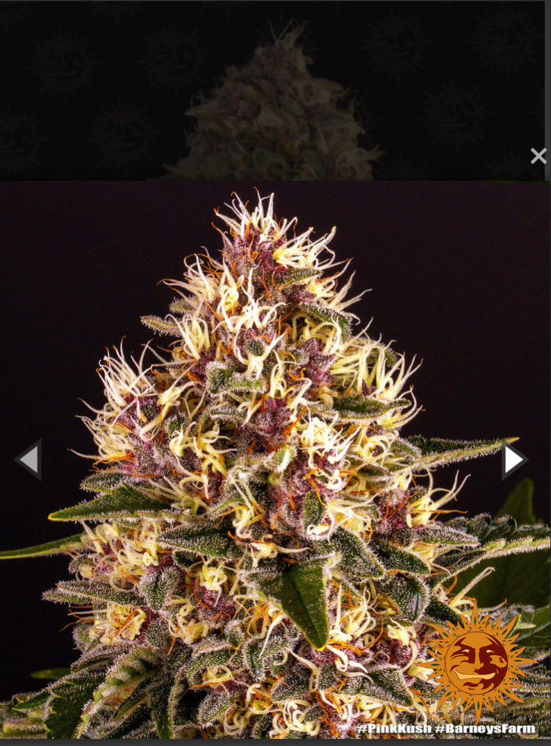 Berney’s Farm - Pink Kush - Semi Di Cannabis Femminizzati