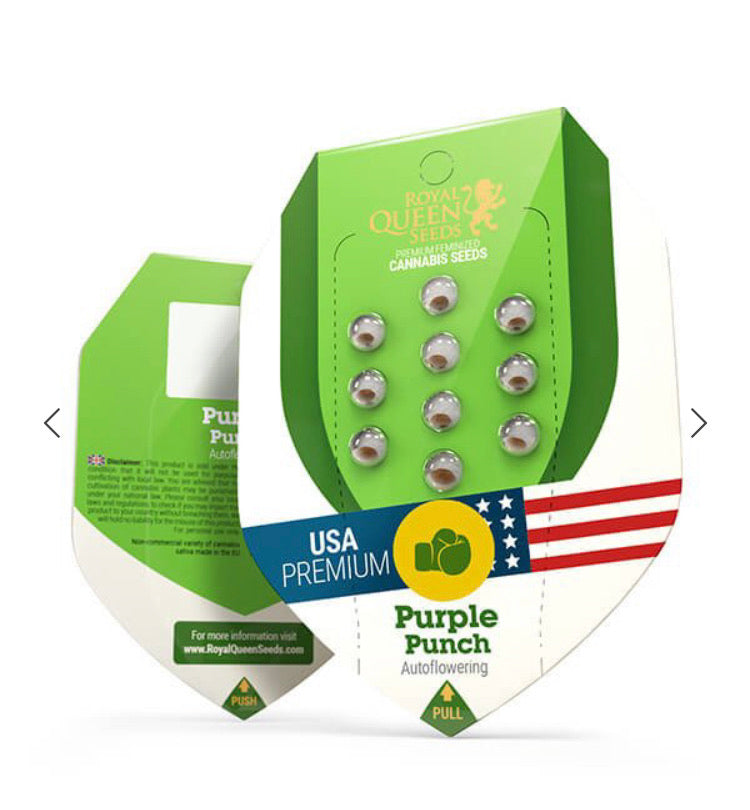 Royal Queen Seeds - Purple Punch Auto - Semi Di Cannabis Autofiorenti