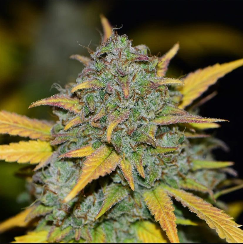 Fast Bud 420 - Gelato Auto - Semi Di Cannabis Autofiorenti