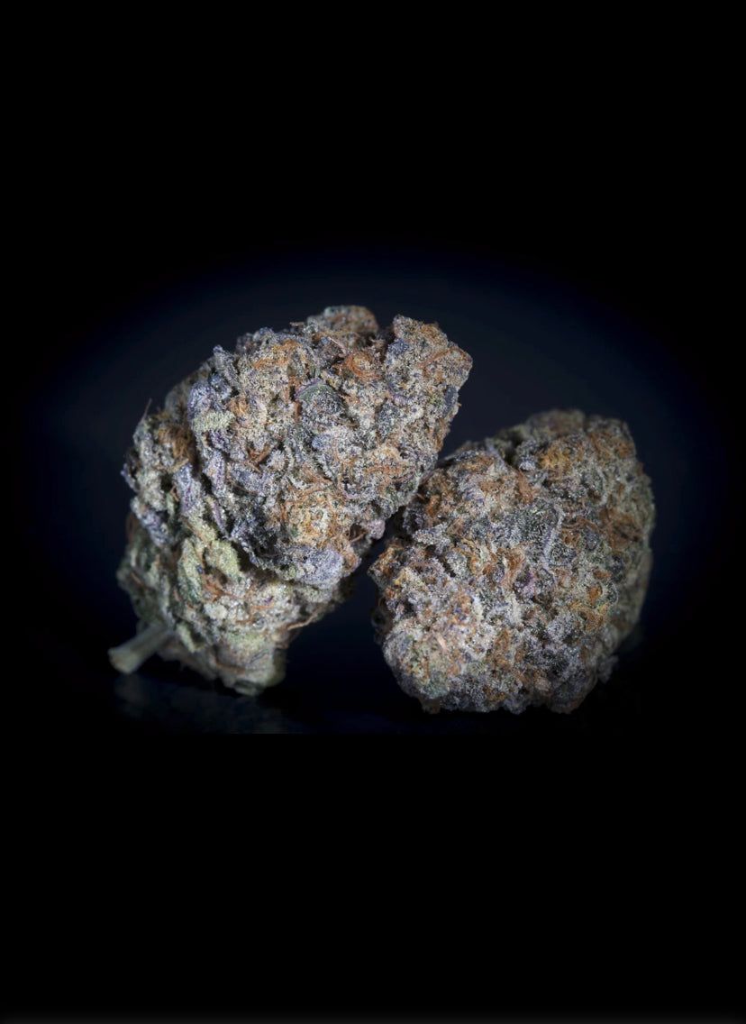 Gulpa - Paradise Seeds - Semi Di Cannabis Femminizzati