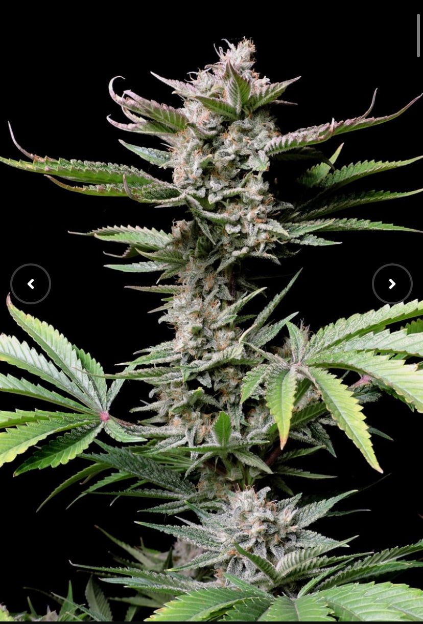 Fast Bud 420 - Cherry Cola Auto - Semi Di Cannabis Autofiorente