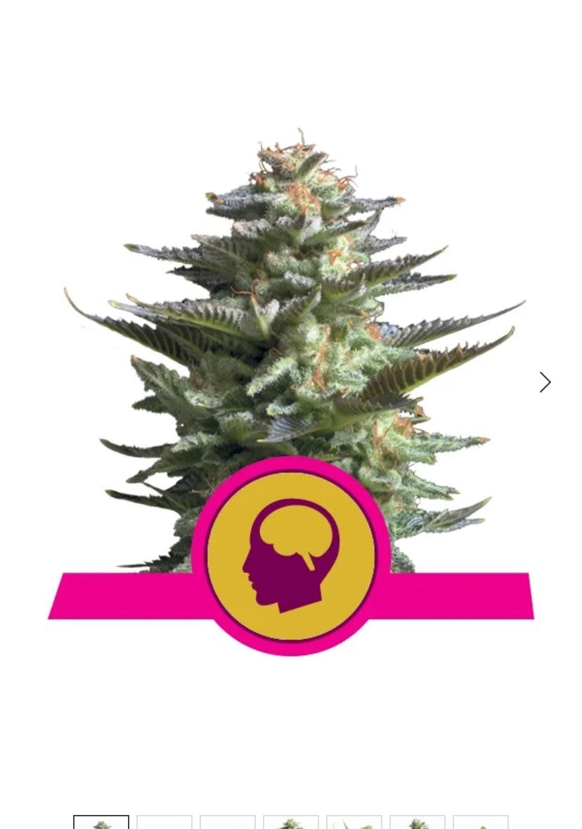Royal Queen Seeds - Amnesia Haze - Semi Di Cannabis Fem