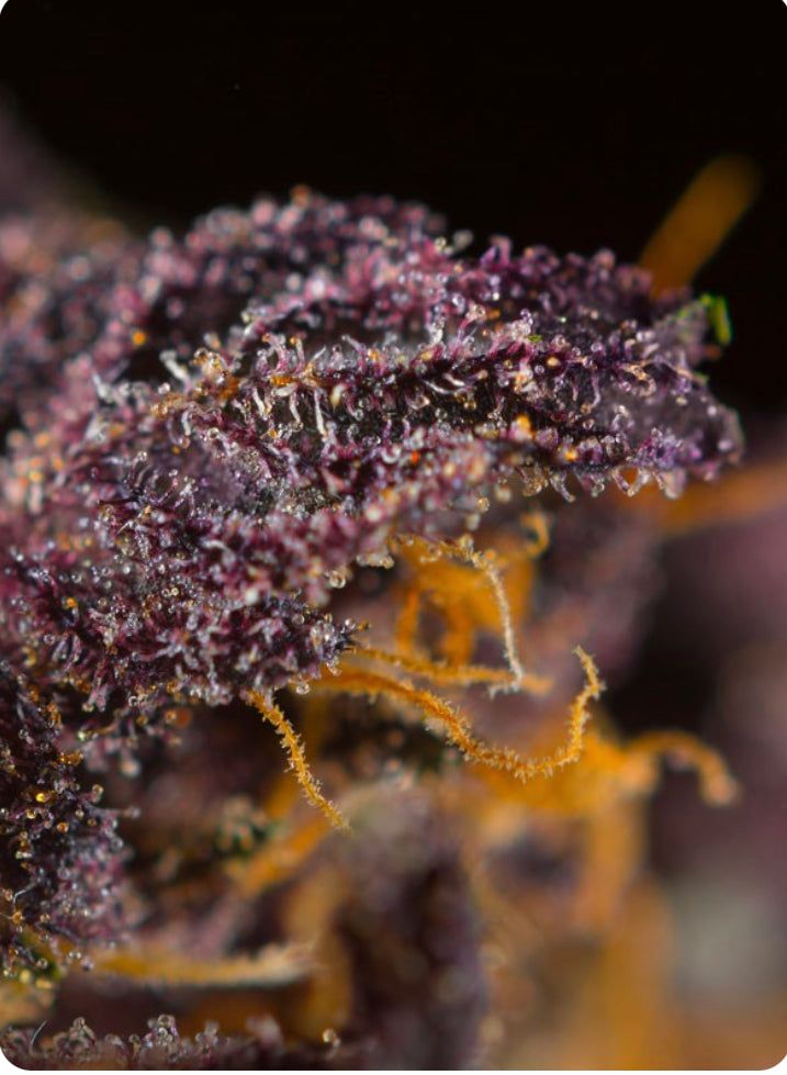 Sweet Seeds - Red Poison Auto - Semi Di Cannabis Autofiorente