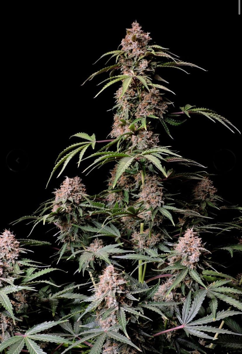 Fast Bud 420 - Amnesia Zkittlez Auto - Semi Di Cannabis Autofiorente