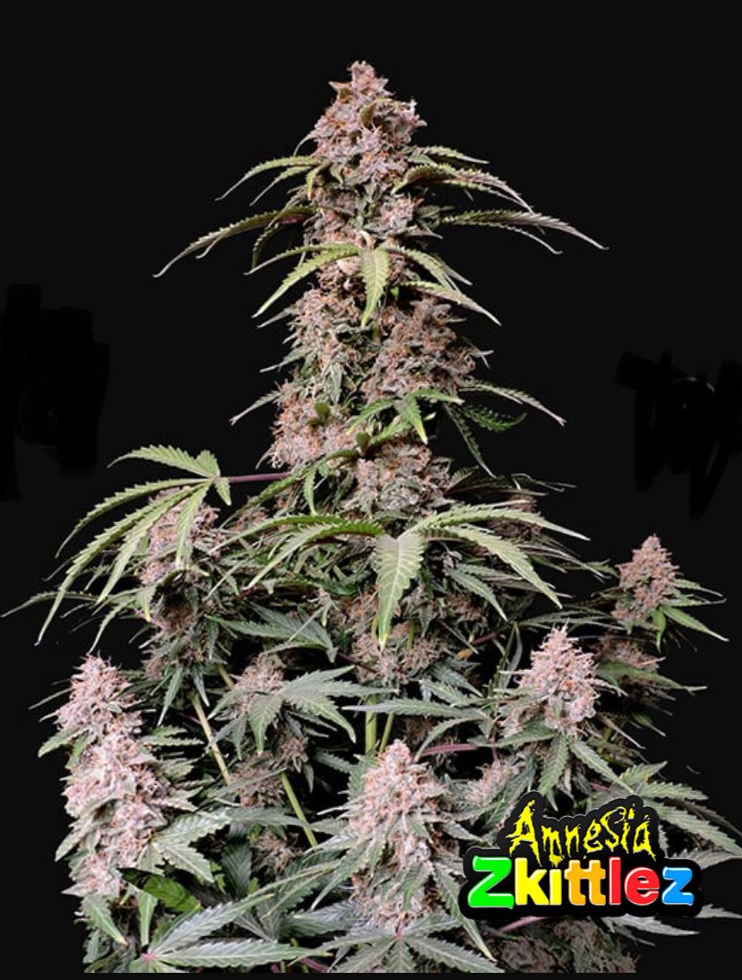 Fast Bud 420 - Amnesia Zkittlez Auto - Semi Di Cannabis Autofiorente