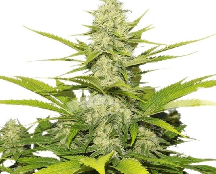 Royal Queen Seed - Skunk Xl Fem - Semi Di Cannabis Feminizzati