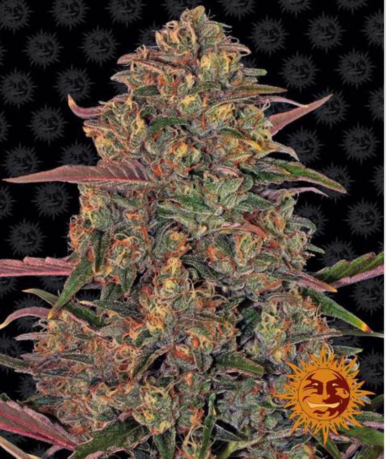 Semi Di Cannabis - Pineapple Chunk - Barney's Farm Femminizzata