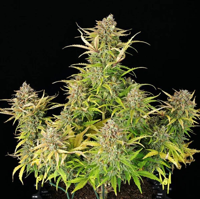 Royal Queen Seeds - Sweet Zz Auto - Semi Di Cannabis Autofiorenti