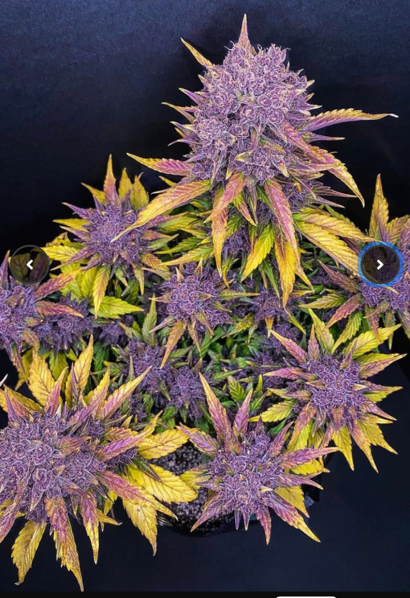 Fast Bud 420 - Purple Lemonade Auto - Semi Di Cannabis Autofiorenti