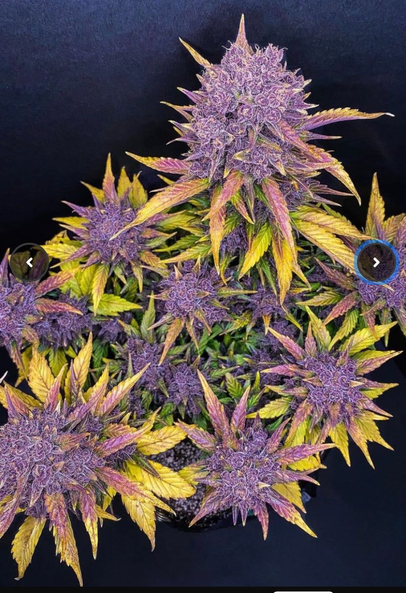 Fast Bud 420 - Purple Lemonade Auto - Semi Di Cannabis Autofiorenti