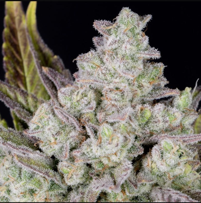 Fast Bud 420 - Gorilla Cookies Auto - Semi Di Cannabis Autofiorenti