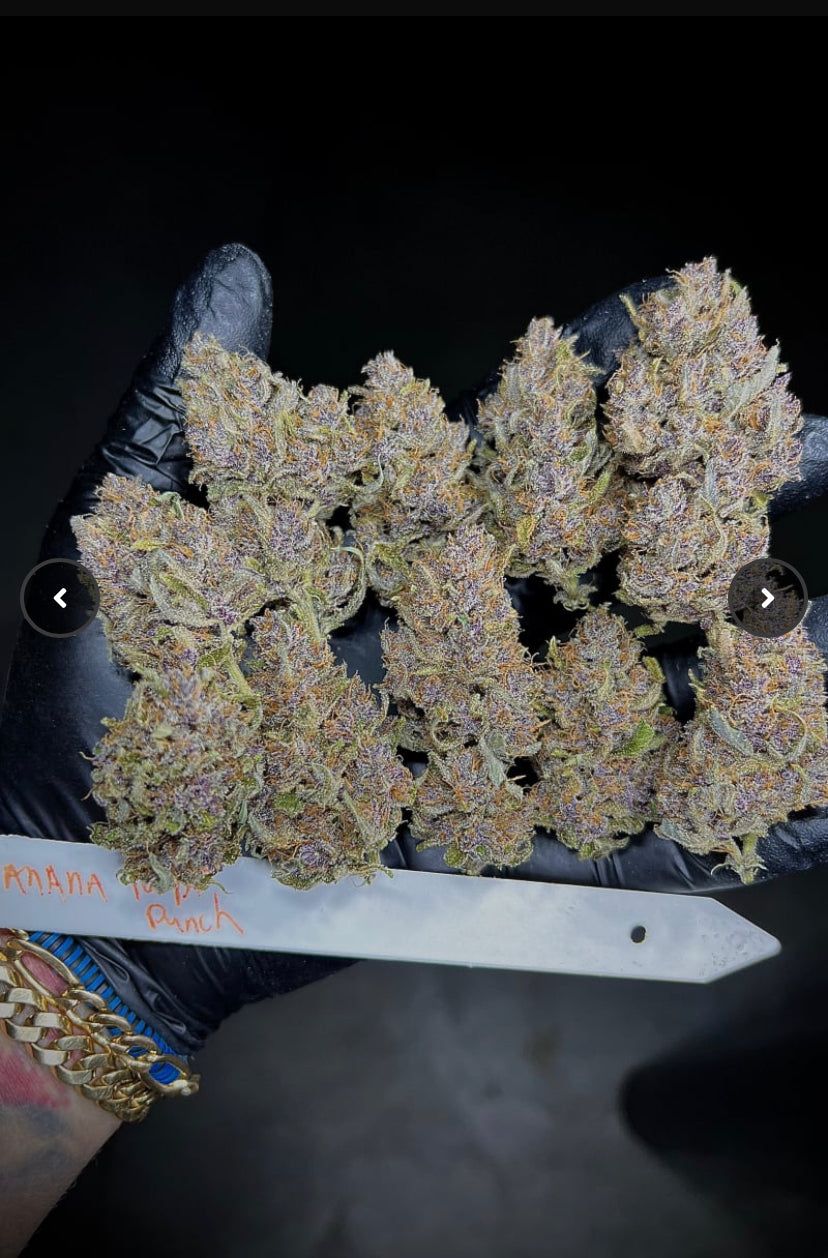 Fast Bud 420 - Banana Purple Punch - Semi Di Cannabis Autofiorenti