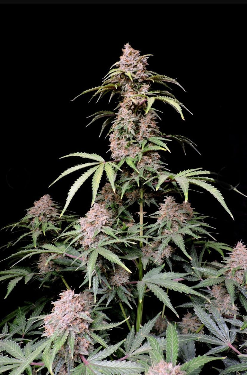 Fast Bud 420 - Amnesia Zkittlez Auto - Semi Di Cannabis Autofiorente
