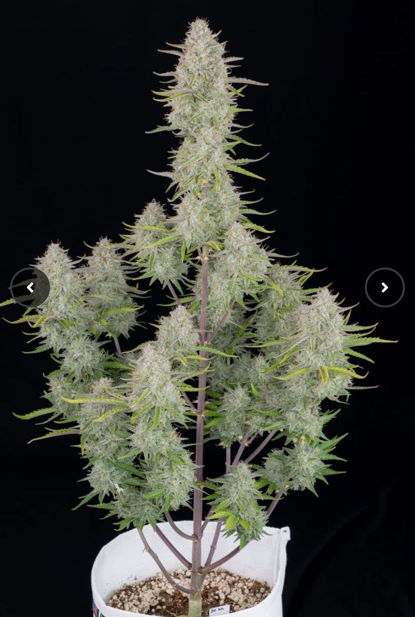Fast Bud 420 - Wedding Cheesecake - Semi Di Cannabis Autofiorente