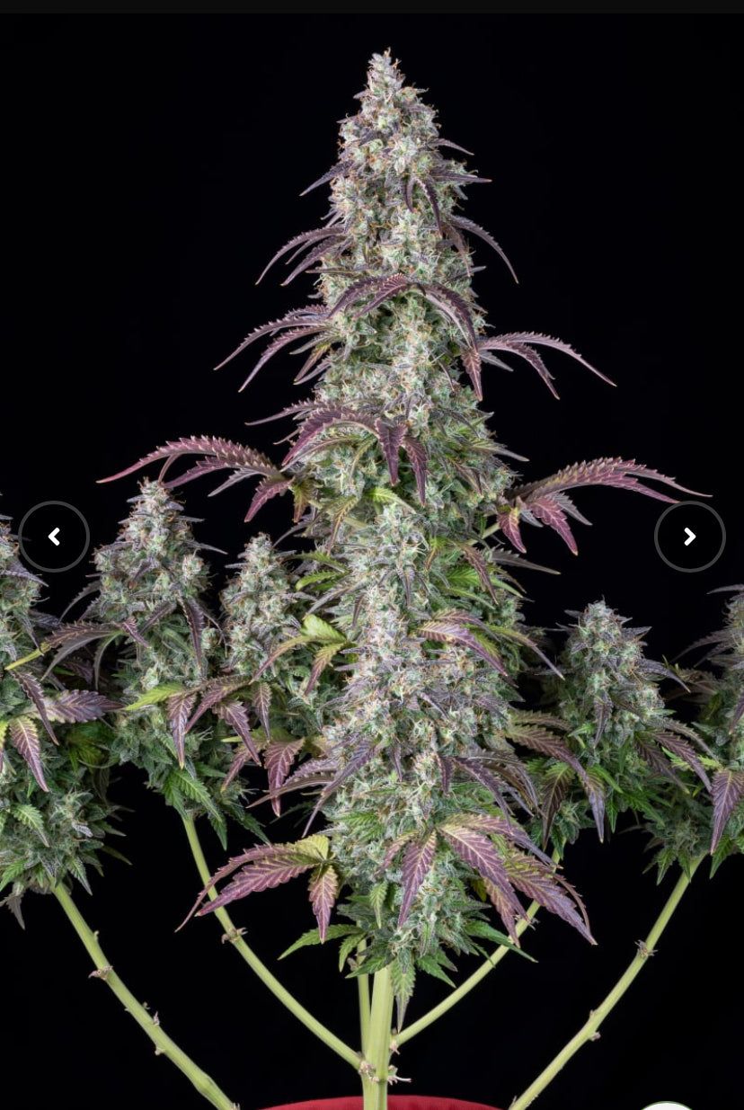 Fast Bud 420 - Lemon Pie Auto - Semi Di Cannabis Autofiorenti