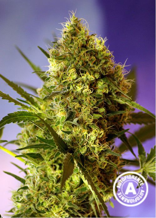 Semi Autofiorenti Femminizzati BIG DEVIL #2 IN OFFERTA