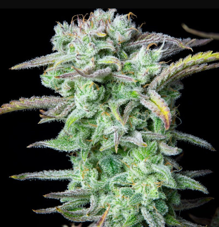 Fast Bud 420 - Strawberry Banana Auto - Semi Di Cannabis Autofiorente
