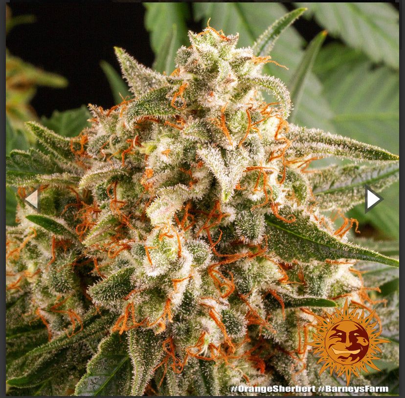 Barney's Farm - Orange Sherbert - Semi Di Cannabis Femmizizzata