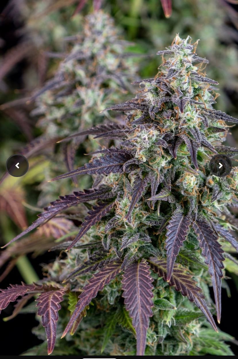 Fast Bud 420 - Lemon Pie Auto - Semi Di Cannabis Autofiorenti