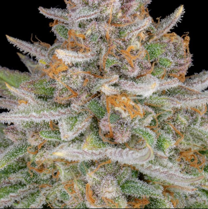 Fast Bud 420 - Strawberry Pie Auto - Semi Di Cannabis Autofiorente
