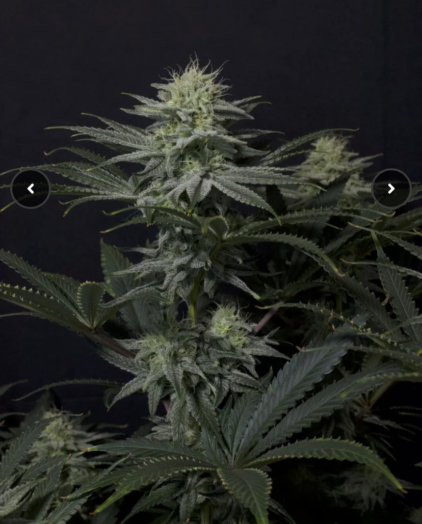 Fast Bud 420 - GG4 Sherbet Fast Flowering - Semi Di Cannabis FF