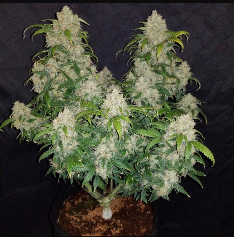 Zkittlez Auto Semi Di Cannabis Autofiorenti Online