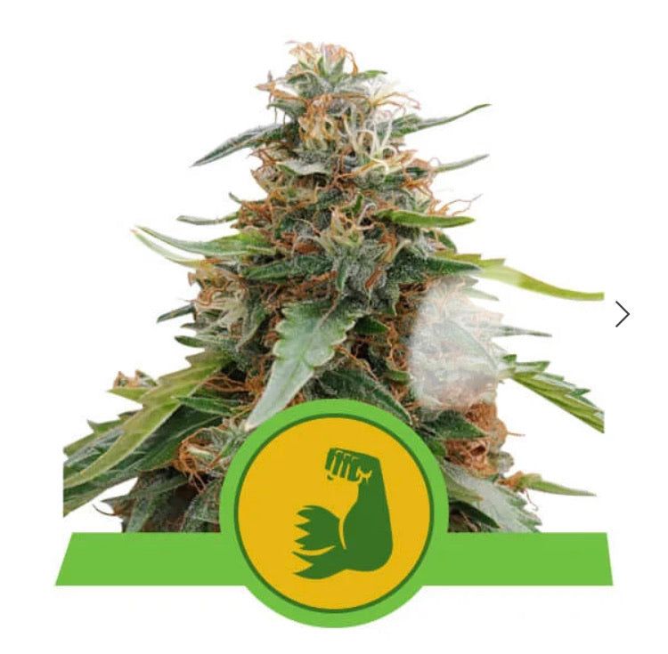 Royal Queen Seeds - Hulkberry Auto - Semi Di Cannabis Autofiorente