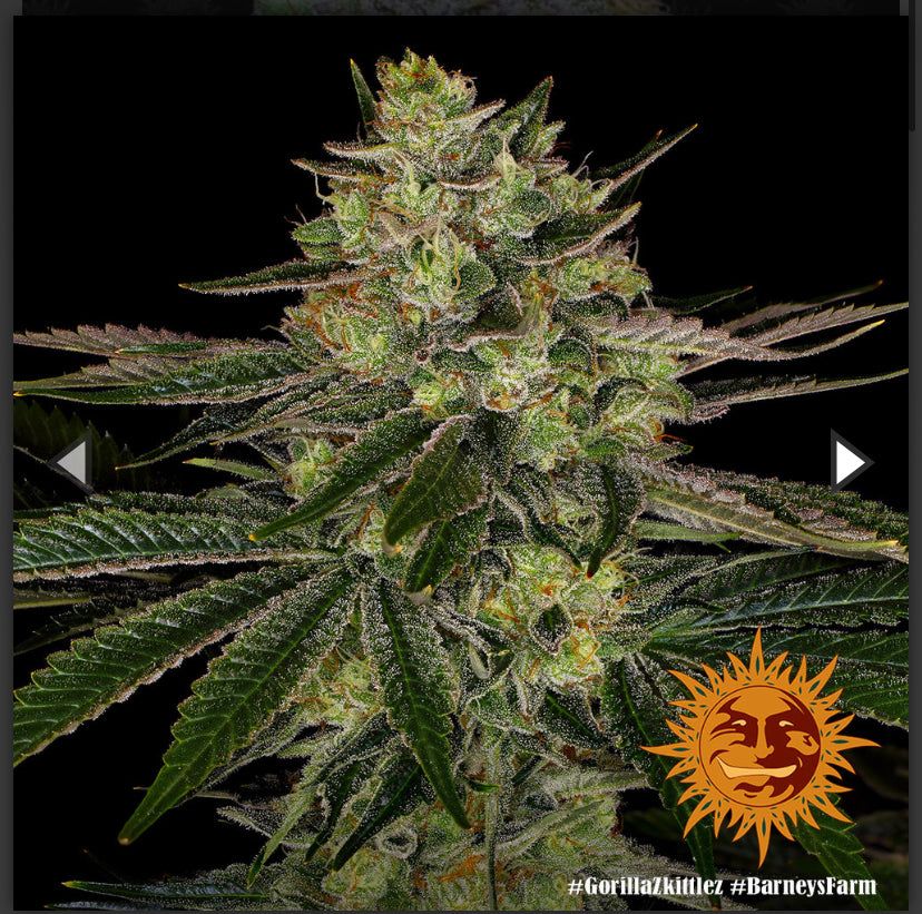 Barney’s Farm - Gorilla Zkittlez - semi di cannabis - femminizzato
