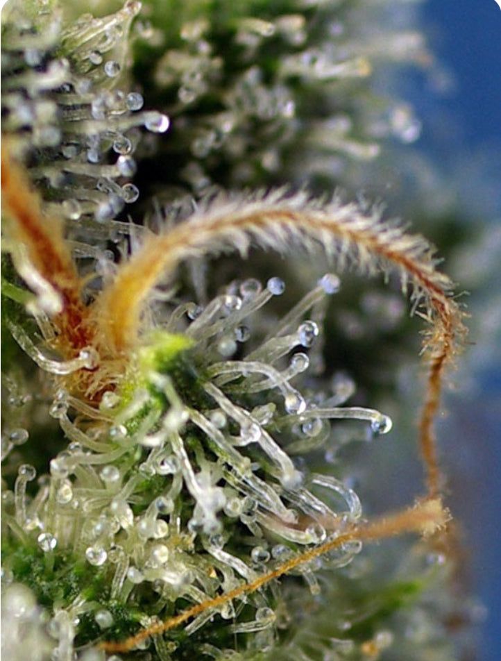 Sweet Seeds - Sweet Amnesia Haze - Semi Di Cannabis Femminizzati