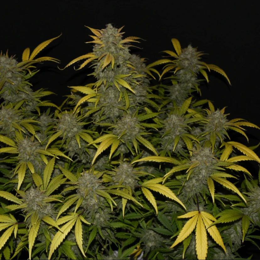 Fast Bud 420 - Gelato Auto - Semi Di Cannabis Autofiorenti