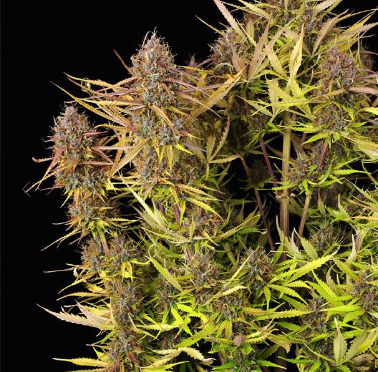 Purple Queen Auto: Semi Autofiorenti di Cannabis