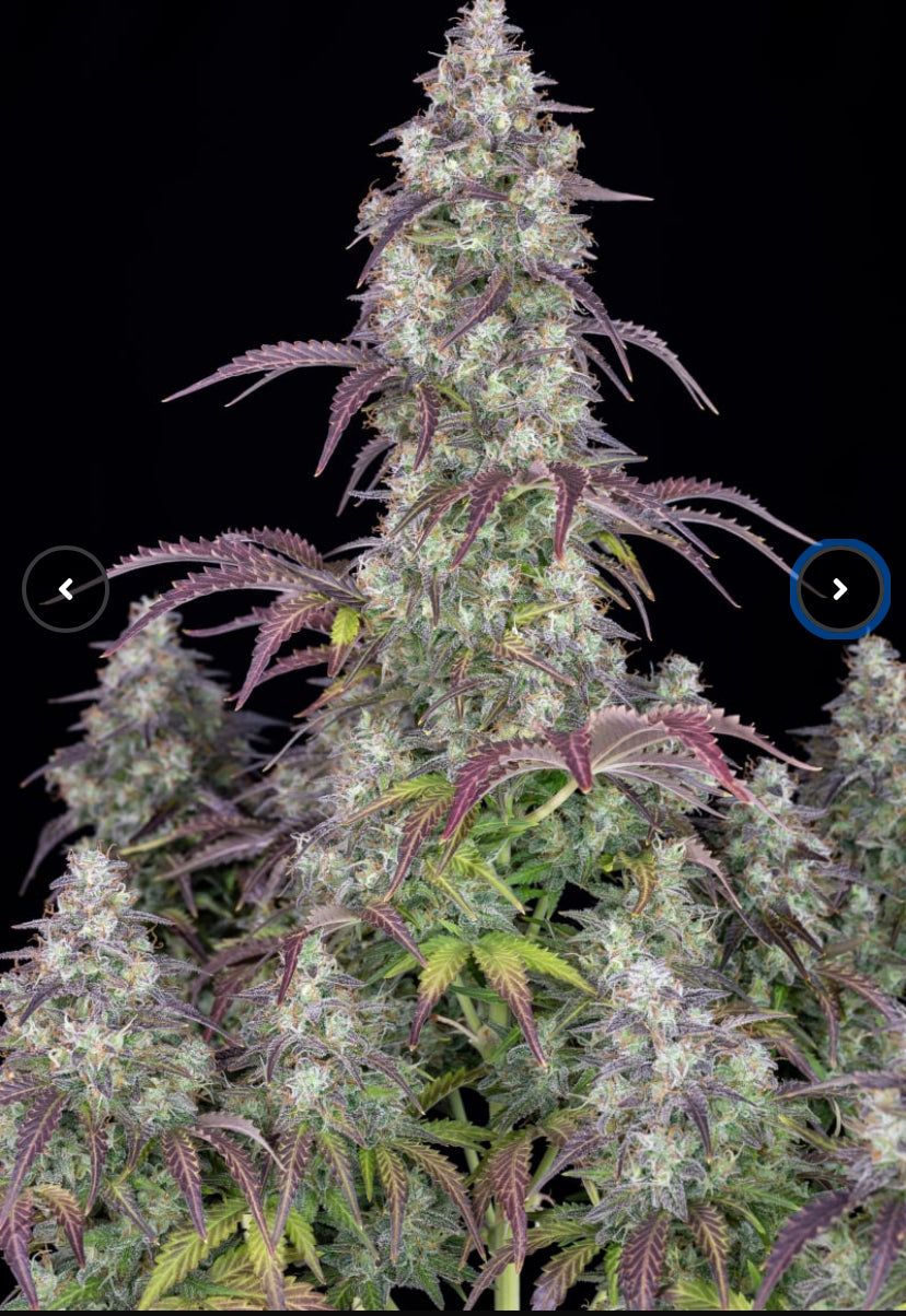 Fast Bud 420 - Lemon Pie Auto - Semi Di Cannabis Autofiorenti