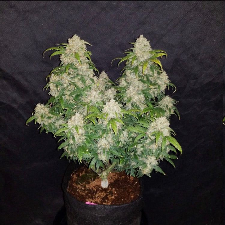 Zkittlez Auto Semi Di Cannabis Autofiorenti Online