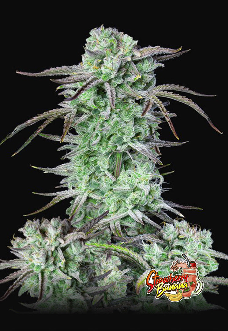 Fast Bud 420 - Strawberry Banana Auto - Semi Di Cannabis Autofiorente