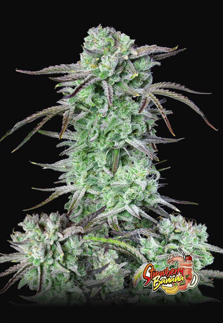 Autofiorente Strawberry Banana - Semi di Cannabis Potente