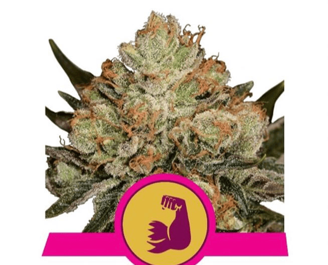 Royal Queen Seeds - Hulkberry - Semi Di Cannabis Femminizzate