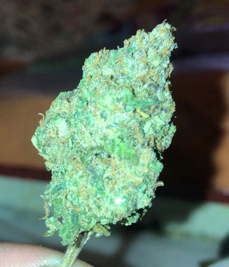 CBD Indoor Moon Cherry Cannabis Light