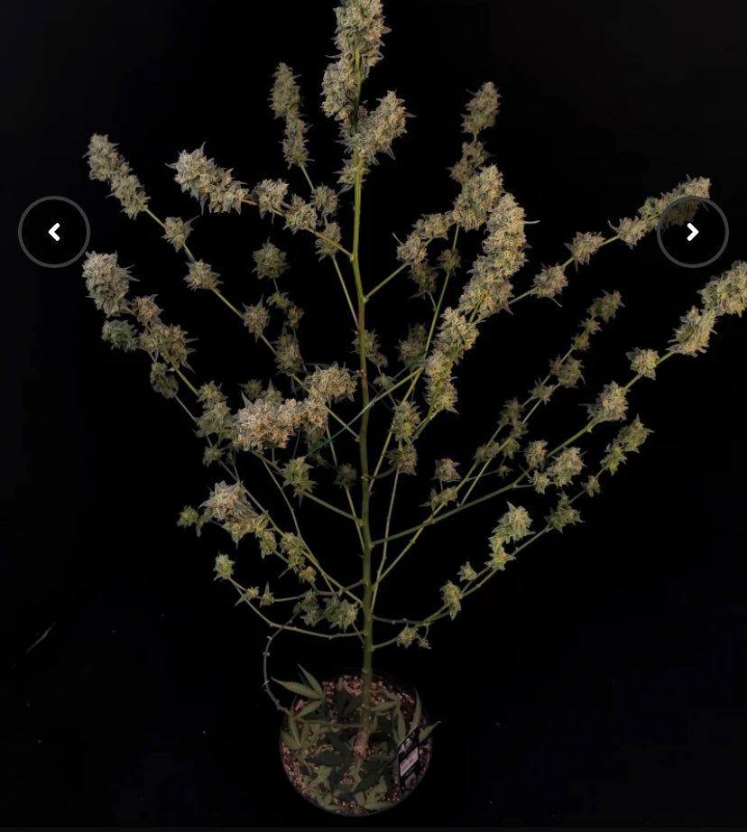 Fast Bud 420 - Bubblegum Auto - Semi Di Cannabis Autofiorenti