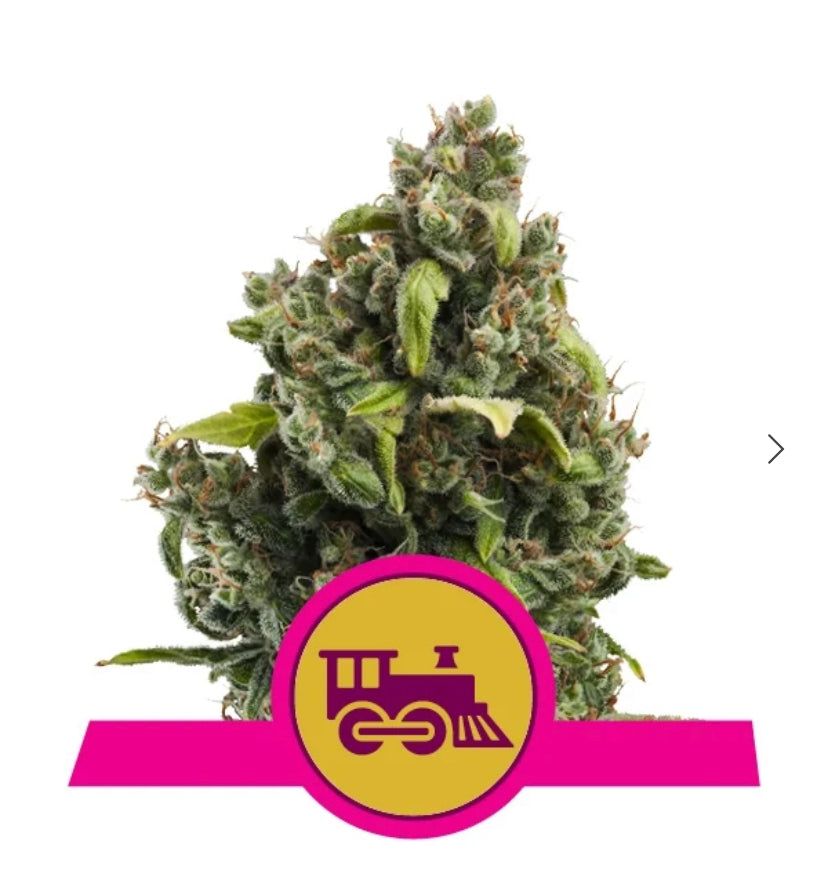 Royal Queen Seeds - Candy Kush Express - Fast flowering - Semi Di Cannabis