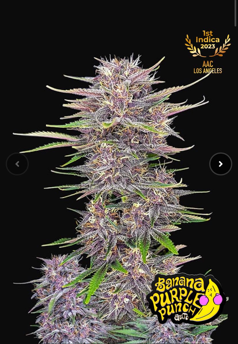 Fast Bud 420 - Banana Purple Punch - Semi Di Cannabis Autofiorenti
