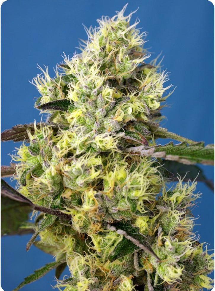 Sweet Seeds - Sweet Gelato Auto - Semi Di Cannabis Autofiorenti