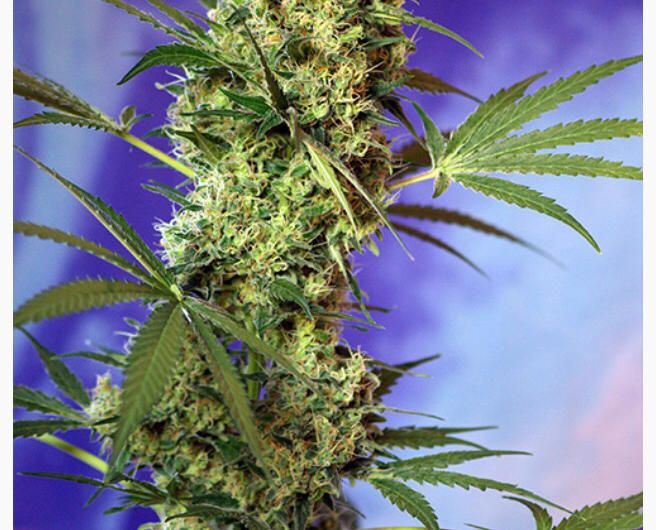 Sweet Seed - Big Devil Auto - Semi Di Cannabis Autofiorente