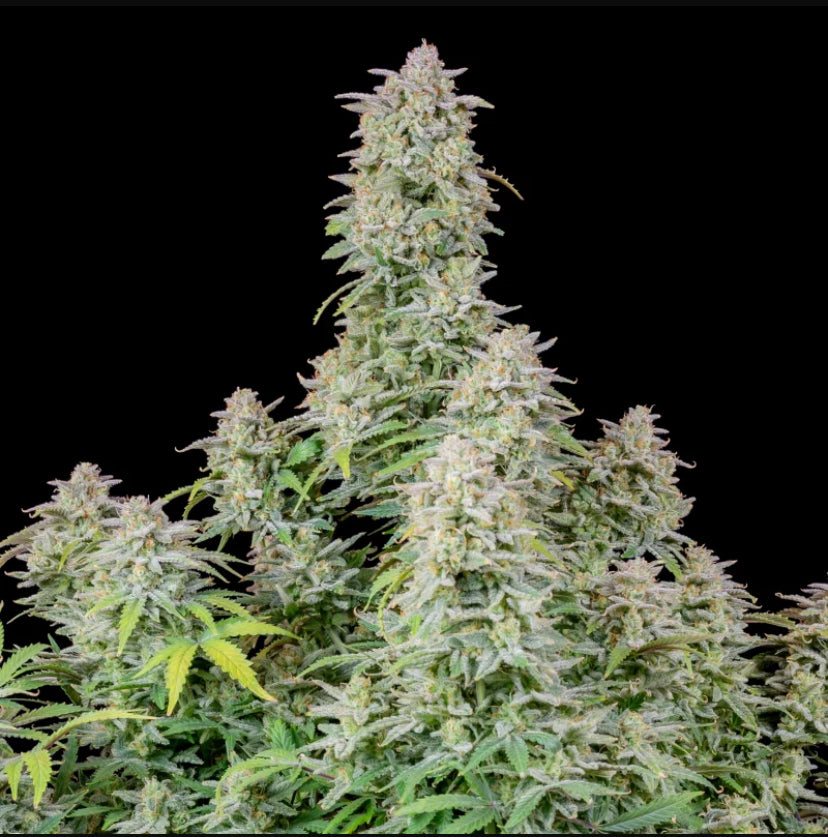 Fast Bud 420 - Forbidden Runtz Auto - Semi Di Cannabis Autofiorente