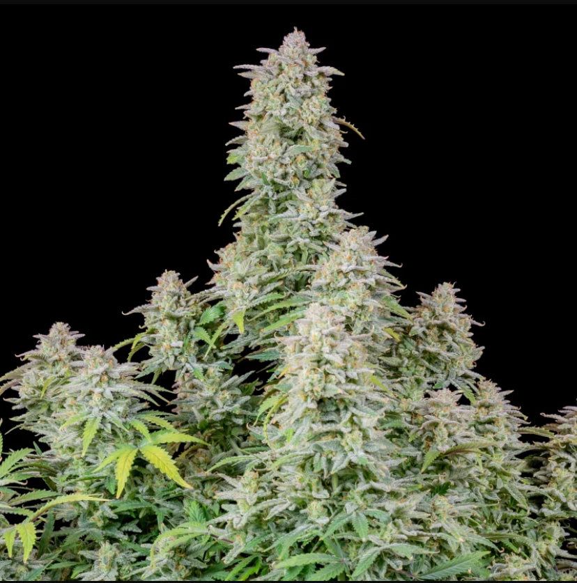 Fast Bud 420 - Forbidden Runtz Auto - Semi Di Cannabis Autofiorente
