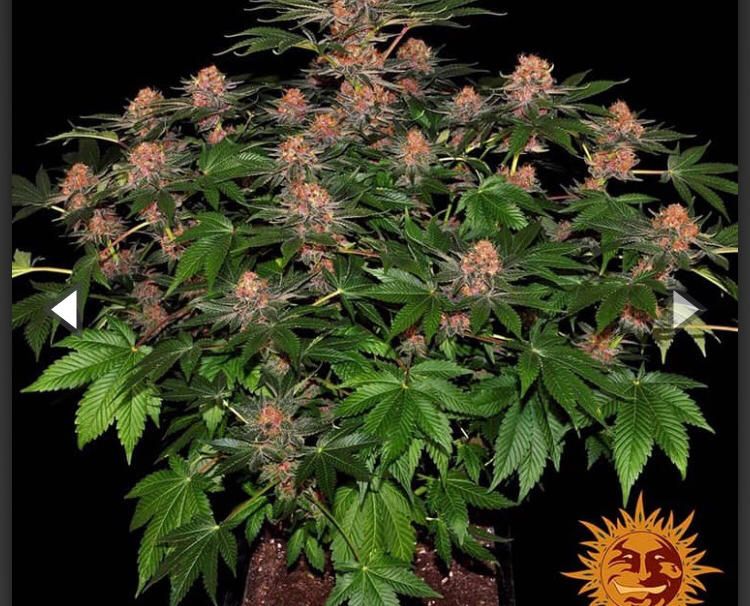 Barney's Farm - Purple Punch Auto - Semi Di Cannabis Autofiorente