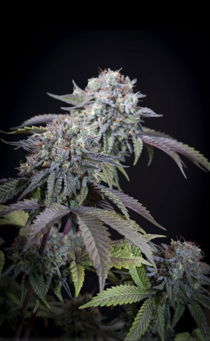 Gulpa - Paradise Seeds - Semi Di Cannabis Femminizzati