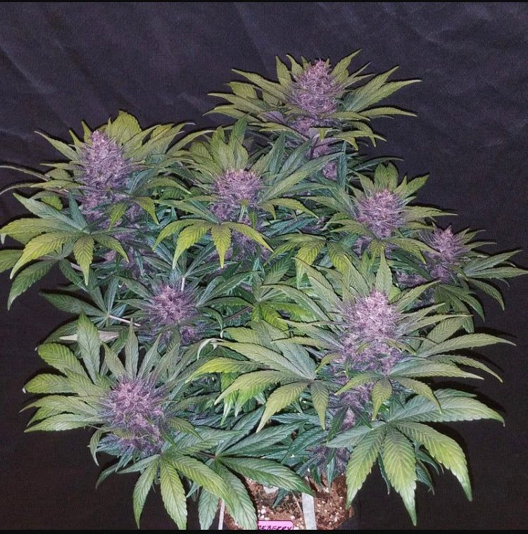 Fast Bud 420 - Black Berry Auto - Semi Di Cannabis Autofiorente