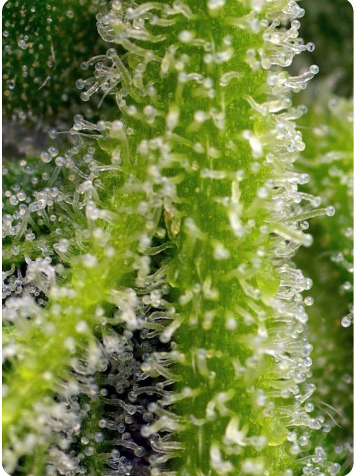 Sweet Seeds - Sweet Gelato Auto - Semi Di Cannabis Autofiorenti